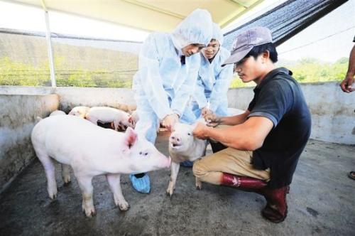 猪打针地方的肉能吃吗？全面解读与指南