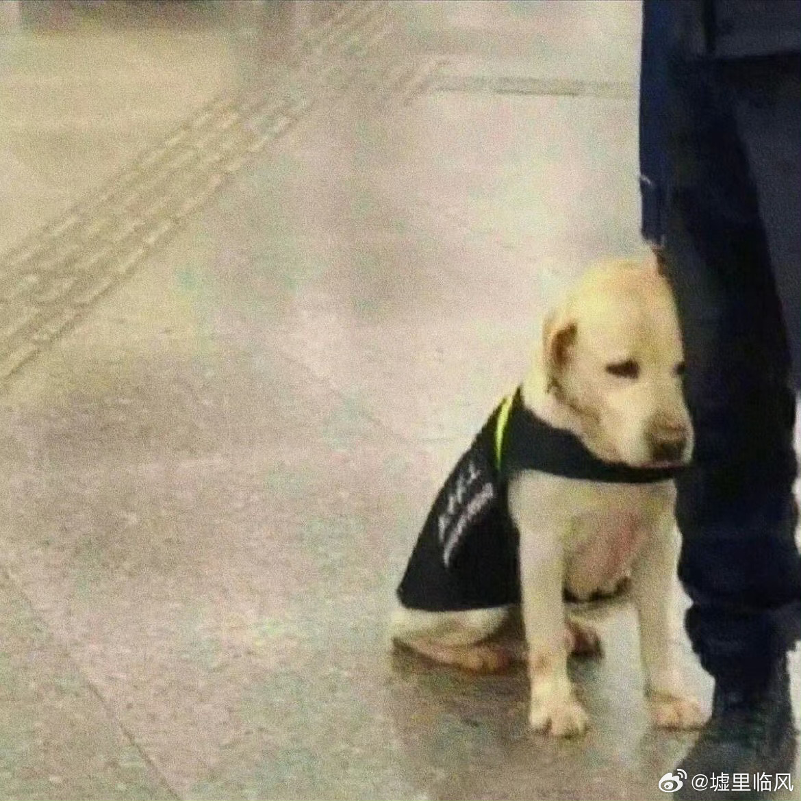 四只警犬挨个被点名通报批评，狗狗们的问题，你知道吗？